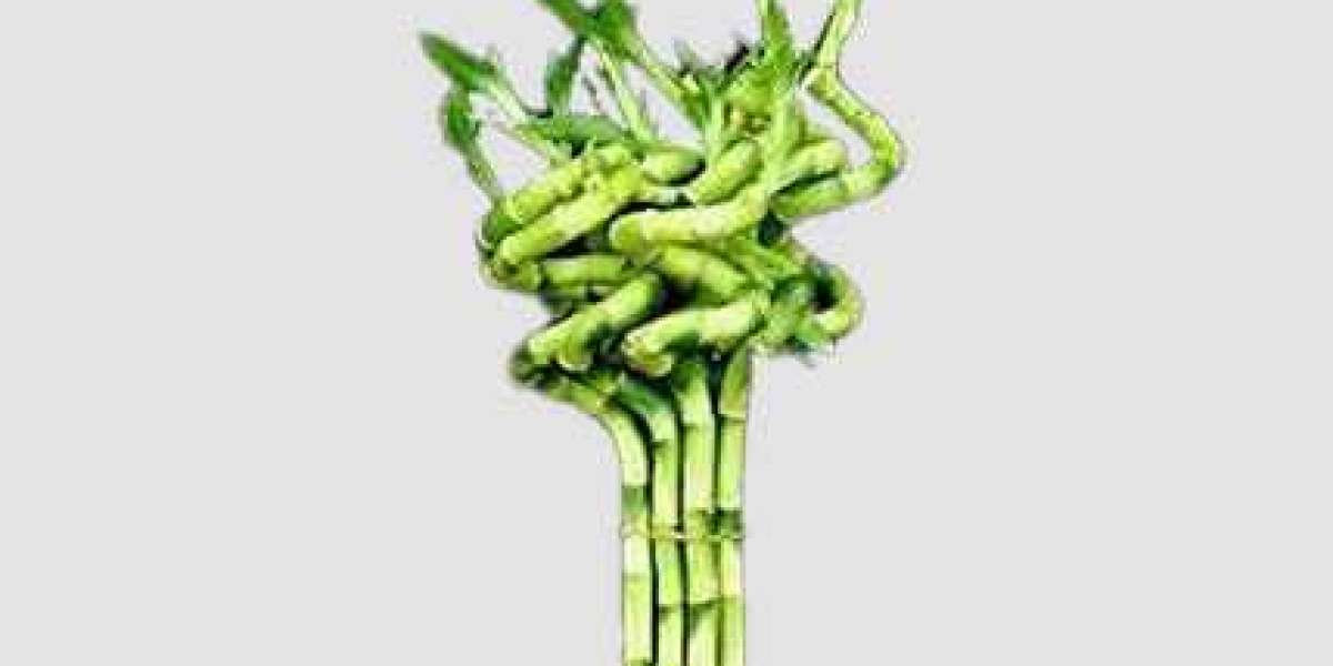 Embrace Luck and Serenity: Green Lucky Bamboo in Your Home