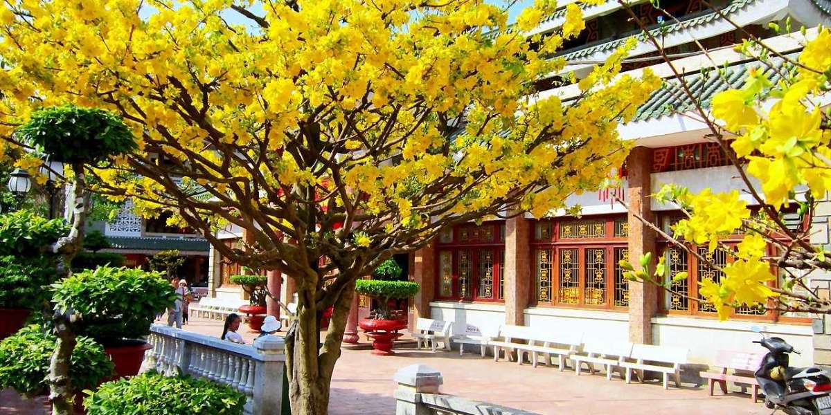 Tận hưởng vẻ đẹp của gốc mai vàng 70 tuổi nở muộn ở Tân Phú