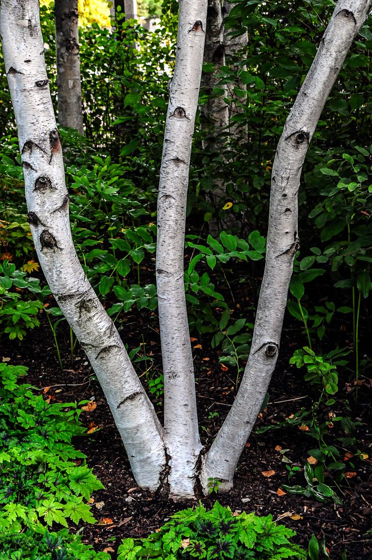 El Fotógrafo en la Naturaleza: Captura la Belleza Natural