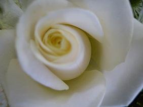 Buy White Rose Bouquet Online in Christchurch: Elegant and Timeless Flowers