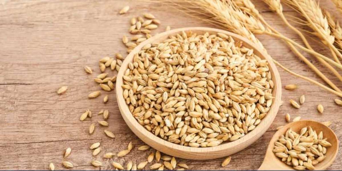 Barley Market Report and Forecast 2025-2034: Trends, Challenges, and Opportunities