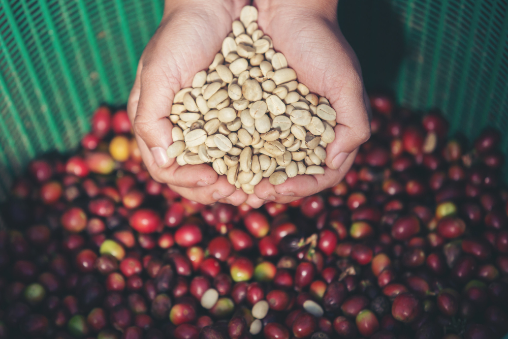 How to begin your new wholesale coffee beans business?