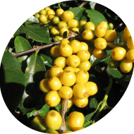 Raw Green Coffee Beans Wholesale | Buy Raw Coffee Beans in Bulk